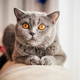 chat